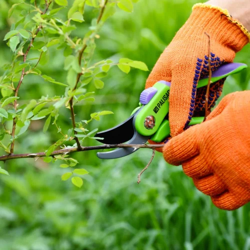 spring pruning roses in the garden gardener s hands with secate